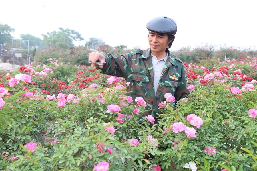 Nông dân Mê Linh tất bật vào vụ hoa Tết Ất Tỵ 2025